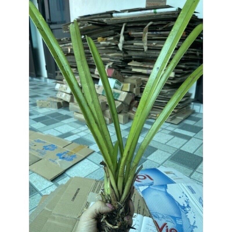 phong Lan kiếm lá cứng
