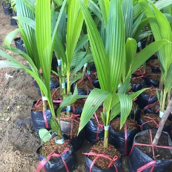 Cây dừa sáp giống