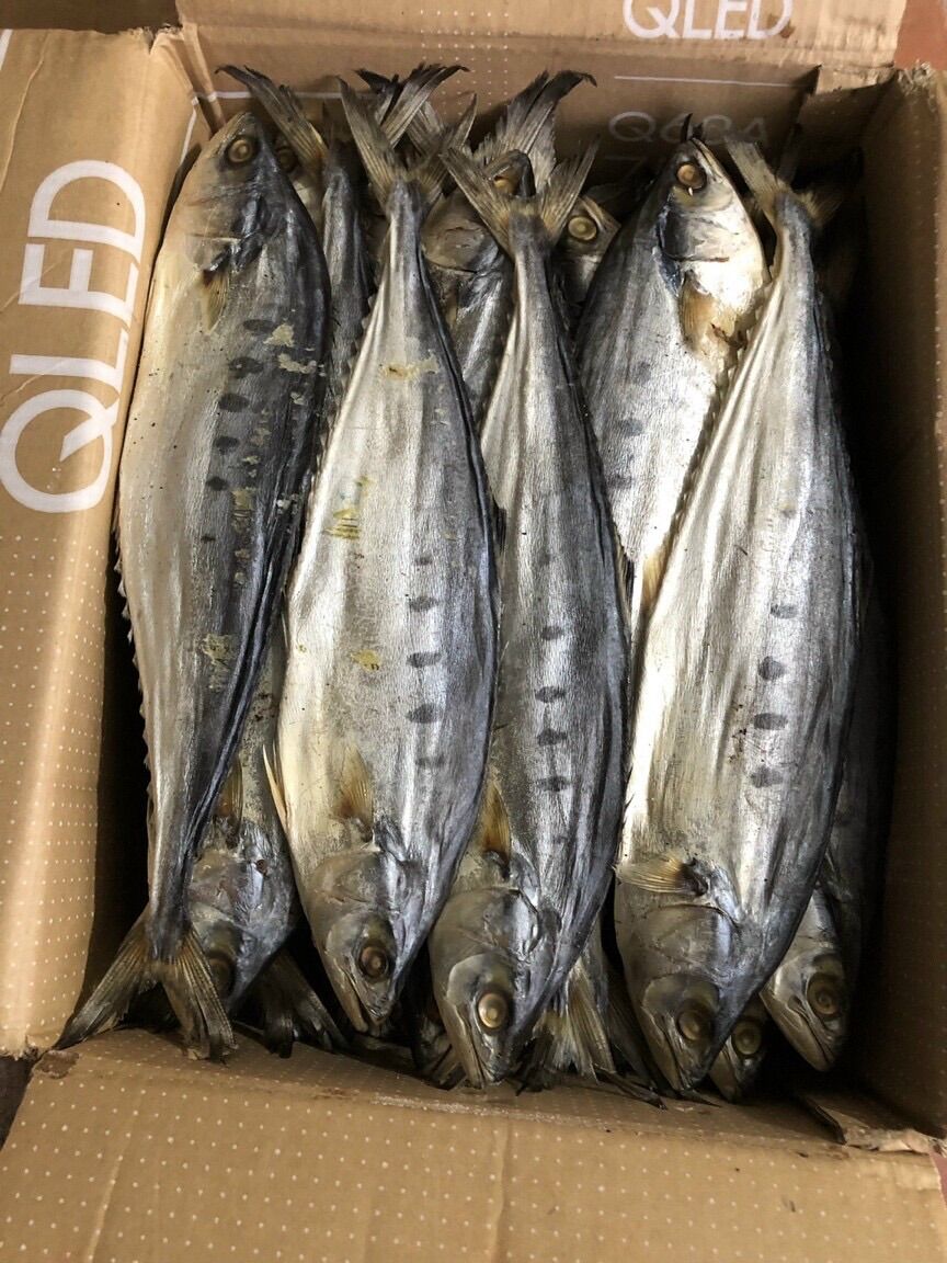 1kg cá bè bè, họ cá thu, thịt chắc dài ngon