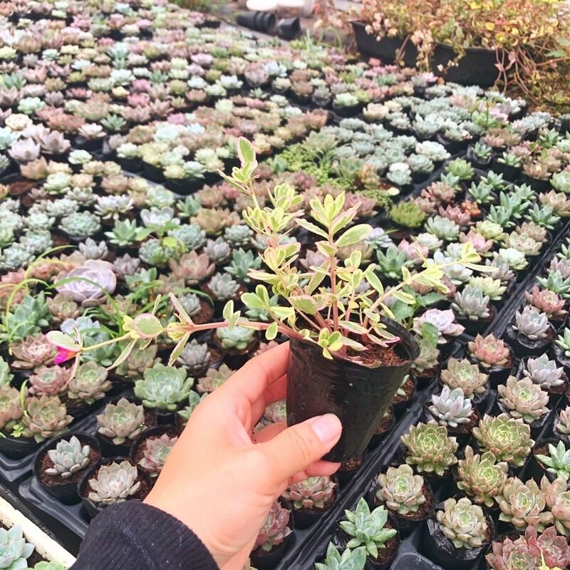 Sen đá Mười giờ thái size bầu 3-5 cm