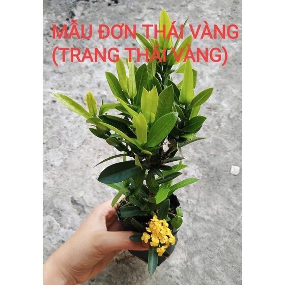 ♡♡♡ Cây giống hoa mẫu đơn thái vàng
