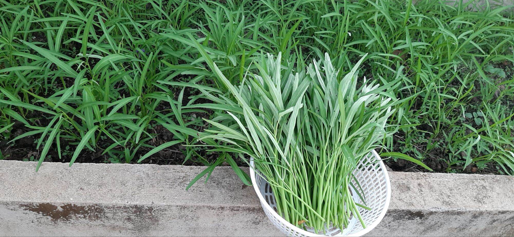 PHÂN BÓN MAGIE NITRAT 100g(siêu tăng trưởng)