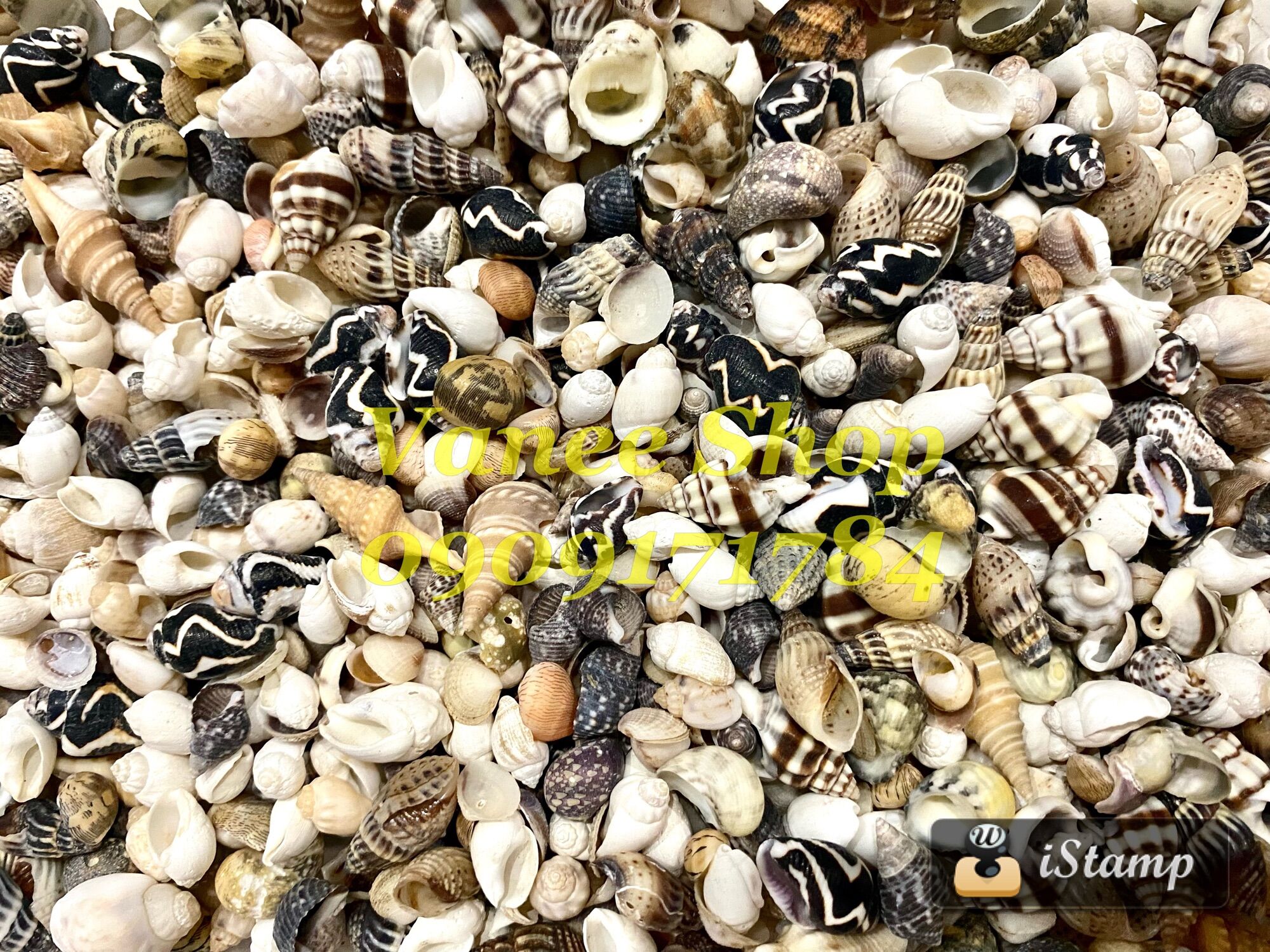 Vỏ ốc mix nhí dưới 2cm 100gr
