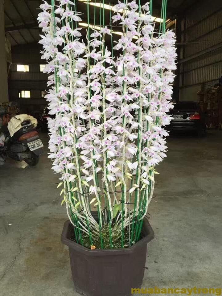 Hoa Lan giả hạc(nguyên 1 khóm lớn)