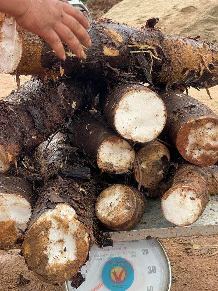 1 Củ bạc hà núi bao chất lượng củ to đùng