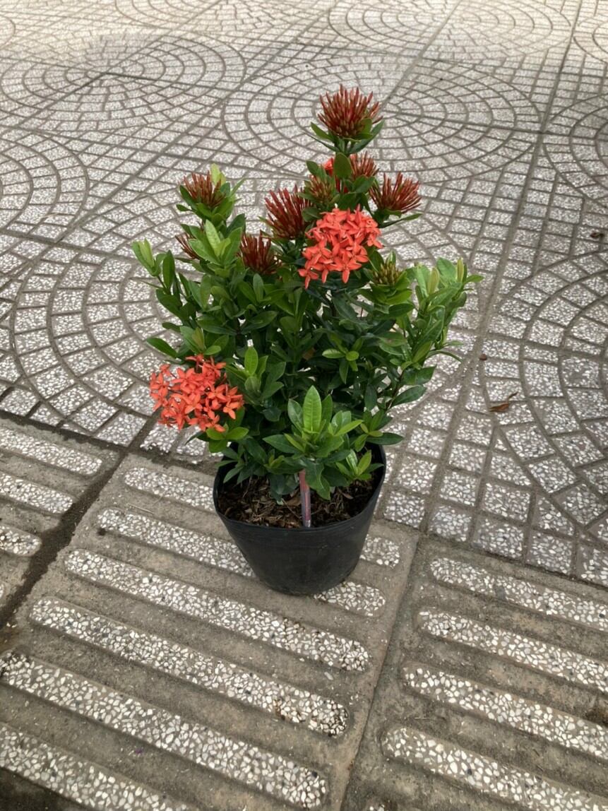 Chậu bông Trang Thái đỏ