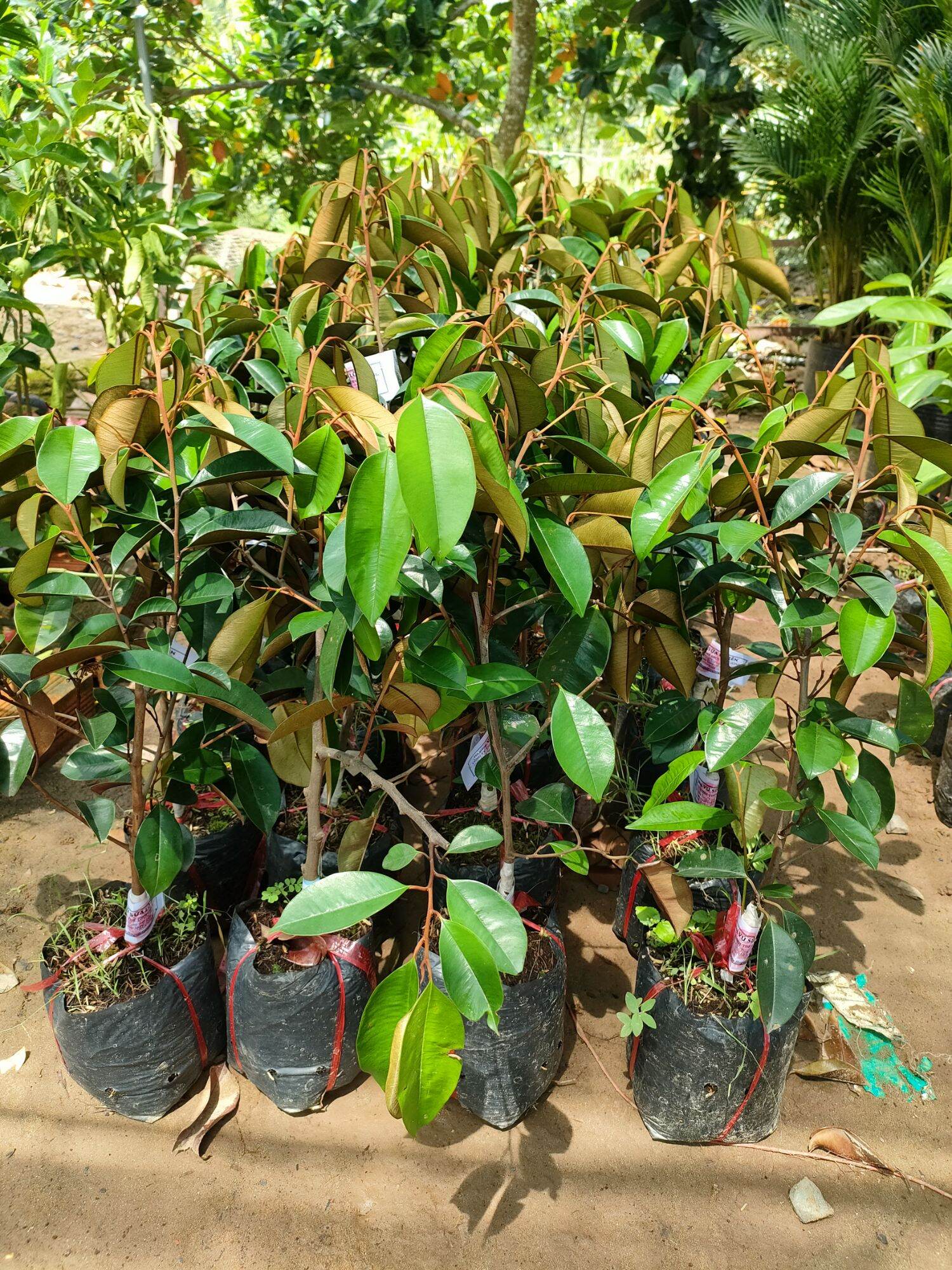 Seedlings of the Lao Reng Milk Tree