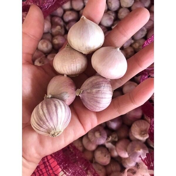 Tỏi cô đơn phan rang túi lưới 1kg