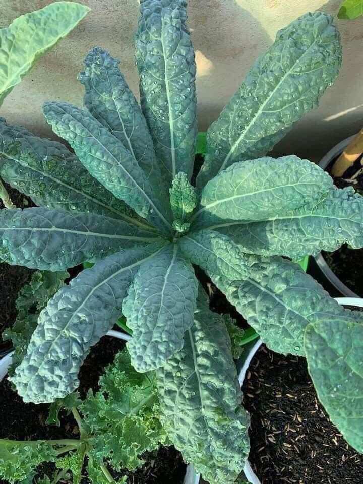 Combo 10 Kale khủng long size Vỉ