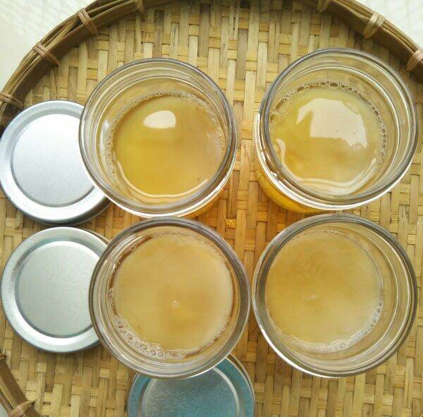 [HCM]Con giống scooby / Nấm scoby mập ú làm trà kombucha