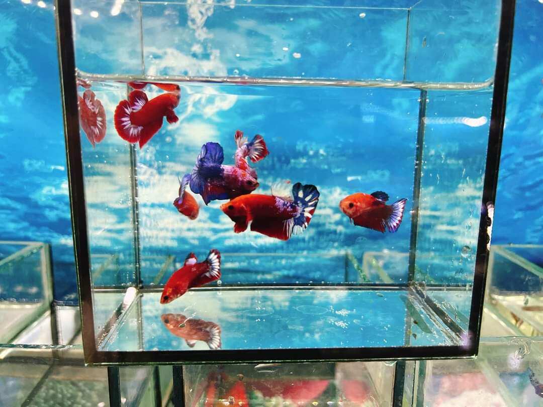 10 red fancy bầy