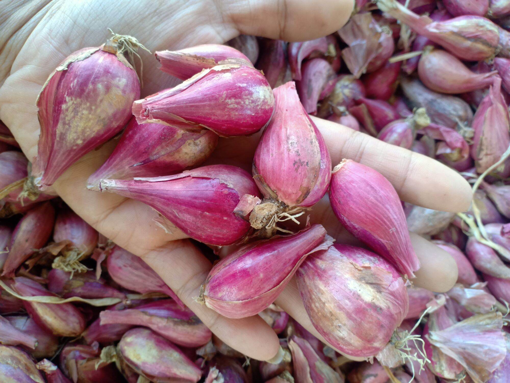 Hành tím Phan Rang  1kg