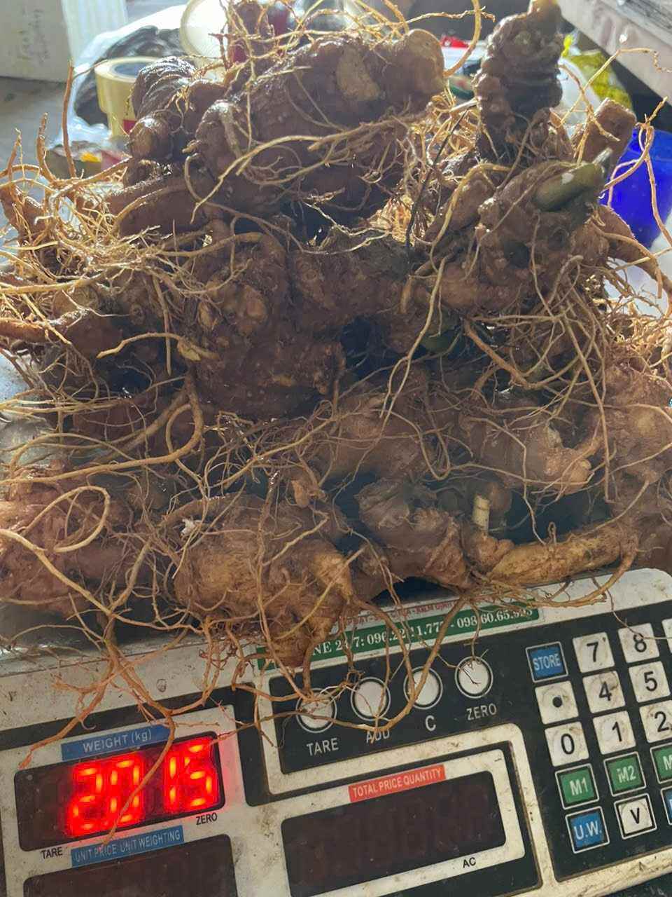 500g sâm NL không lá