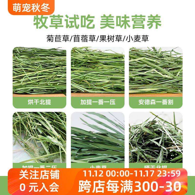 Black Grass Try Eating Test Timothy Grass North South Australia Wheat Alfalfa Orchard Grass Wheat Gr