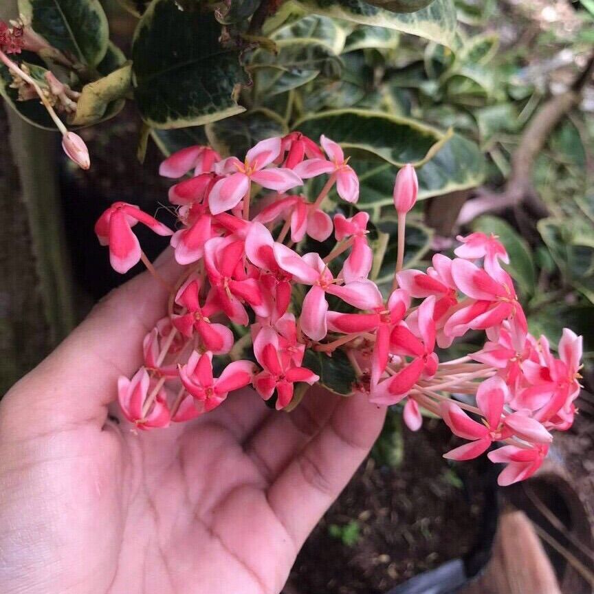 Cây bông trang cẩm thạch (hoa mẫu đơn) - hoa lá siêu đẹp (cao 8-15cm)
