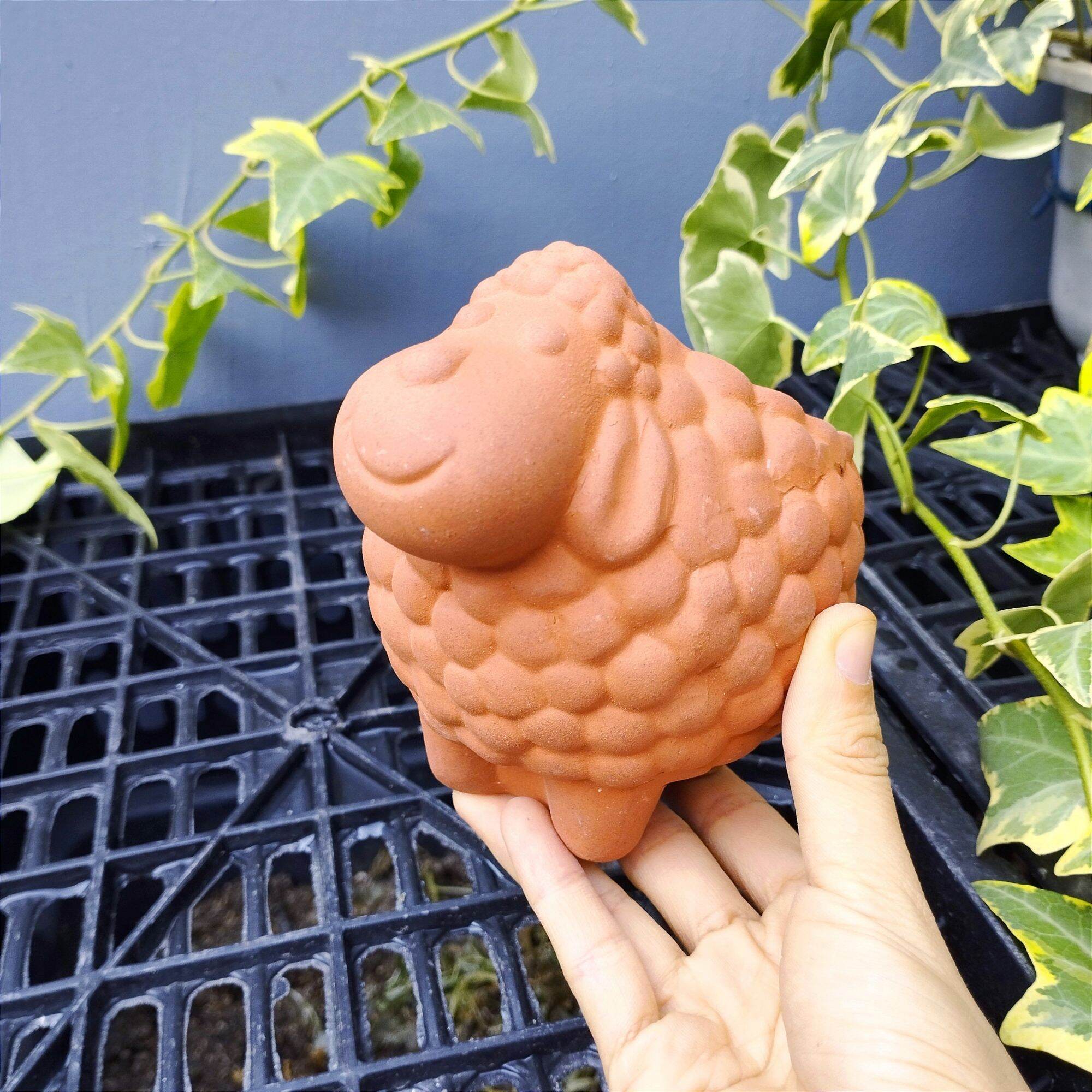 Chậu đất nung trồng sen đá cừu bông