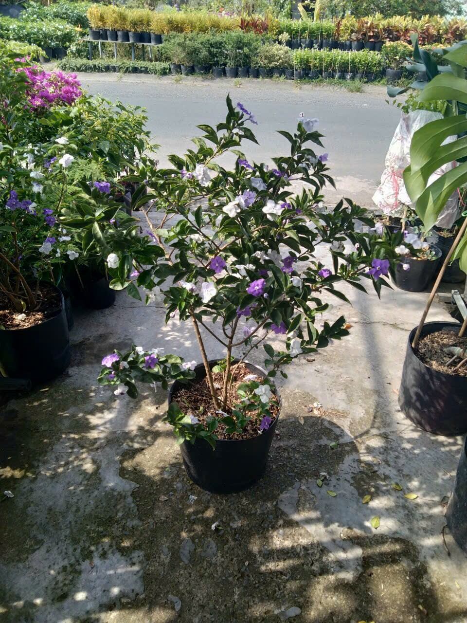 Cây Lài Nhật ( hoa đổi màu) rất thơm