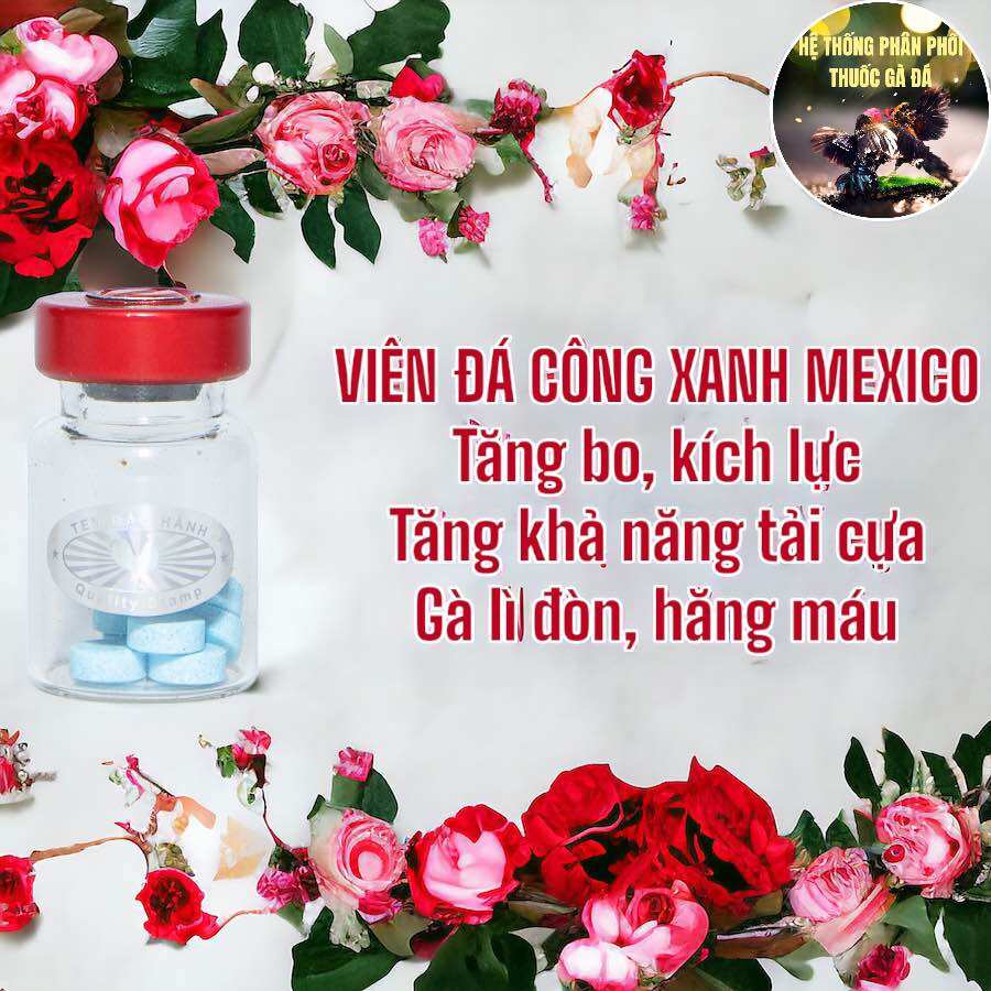 Thuốc gà đá công xanh mexico viên đá tăng bo, lì đòn cho gà đá 10 viên