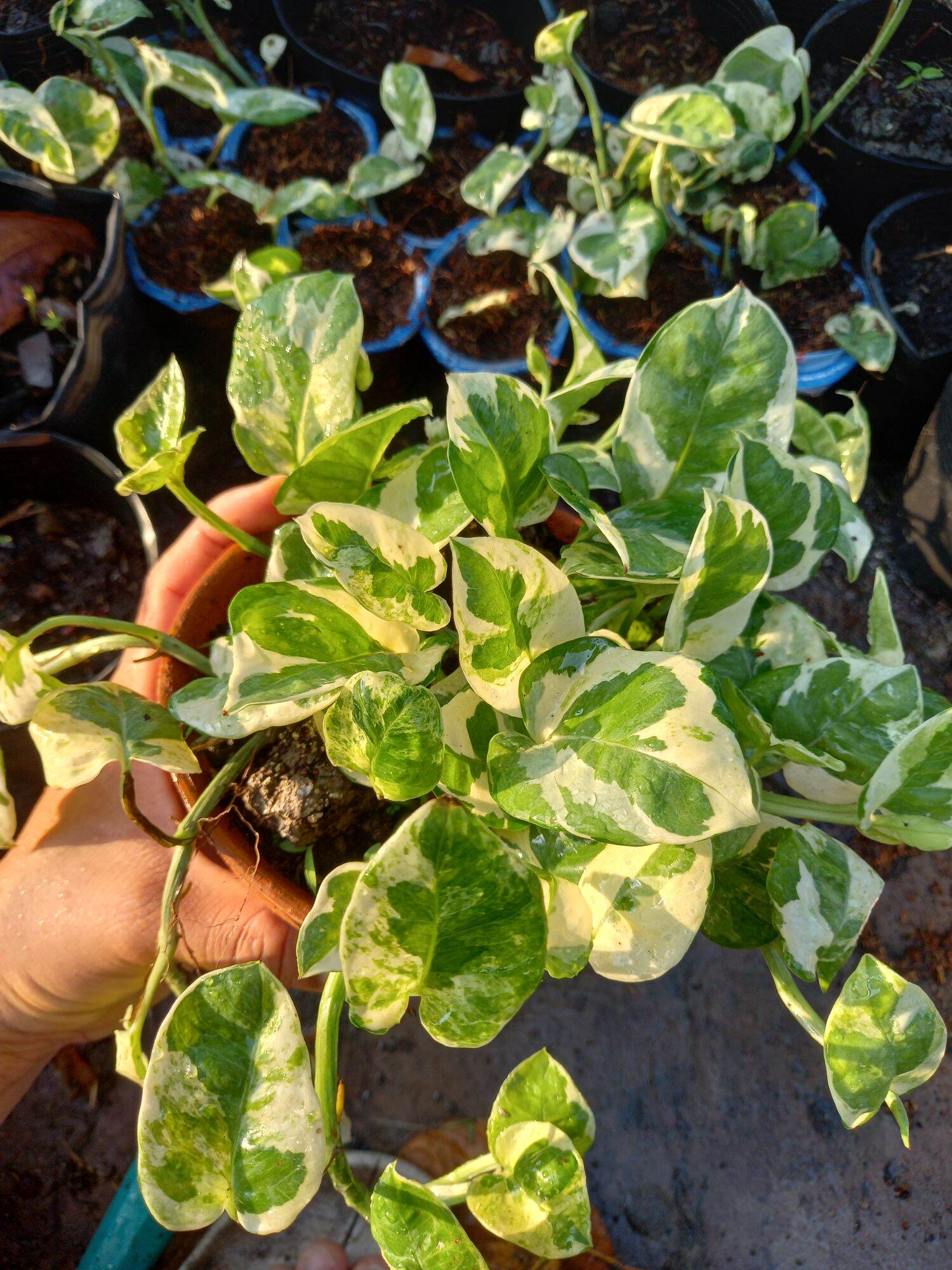 Trầu bà cẩm thạch
