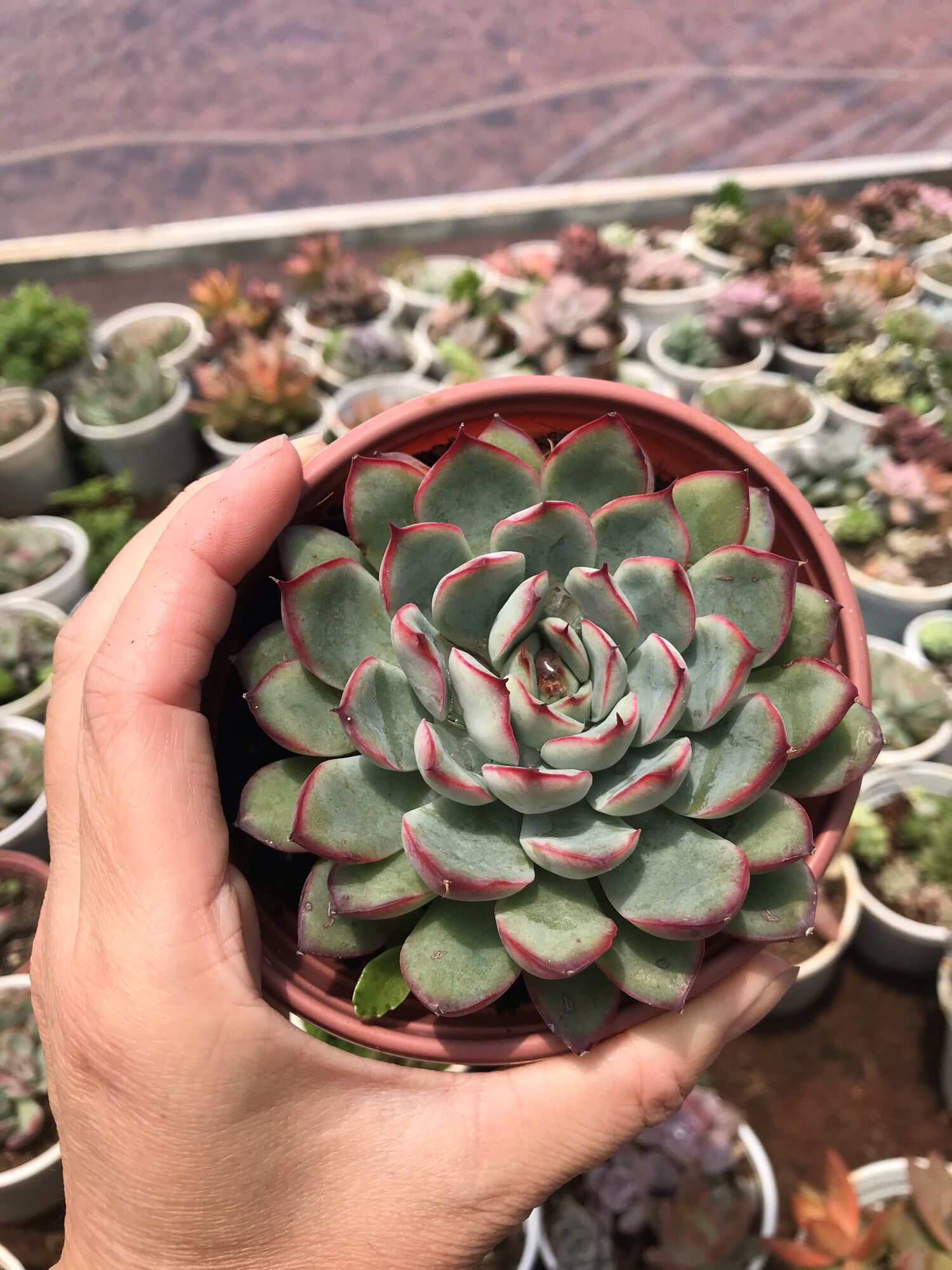 Sen đá viền hồng cute size trung