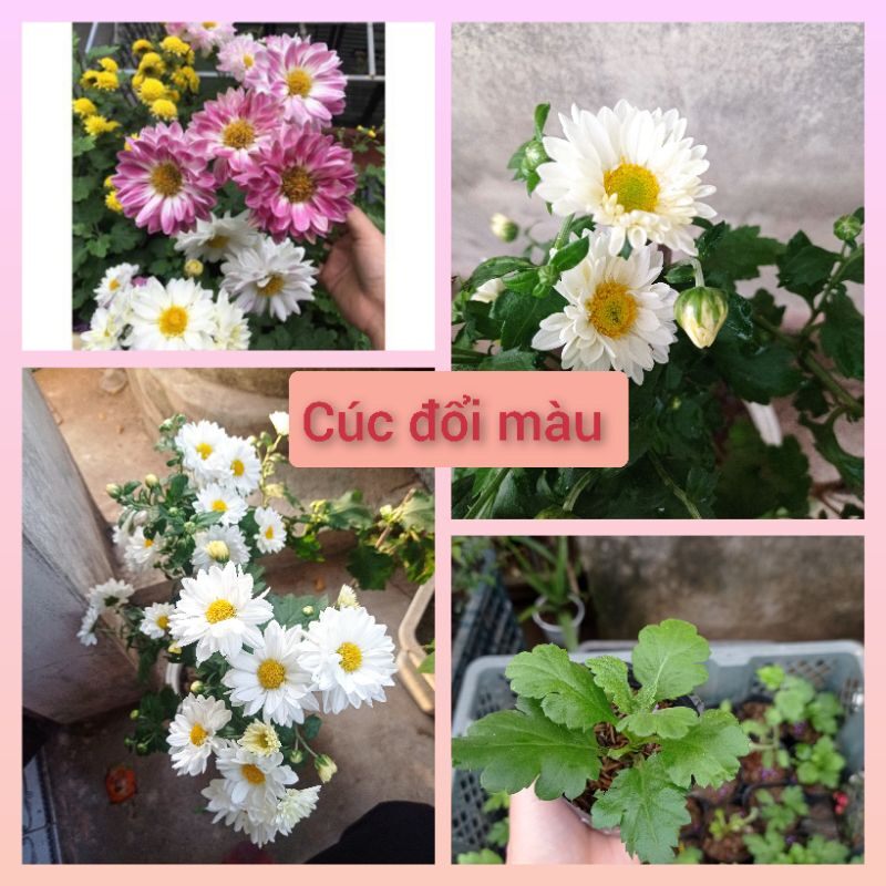 Cây giống hoa Cúc Đổi Màu