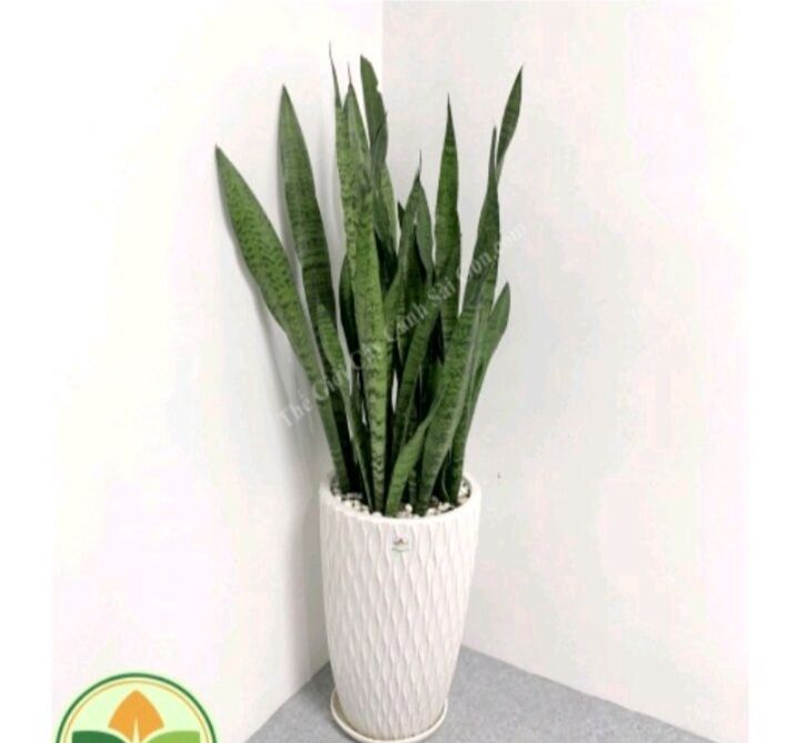 Cây lưỡi hổ xanh cao 50-70cm