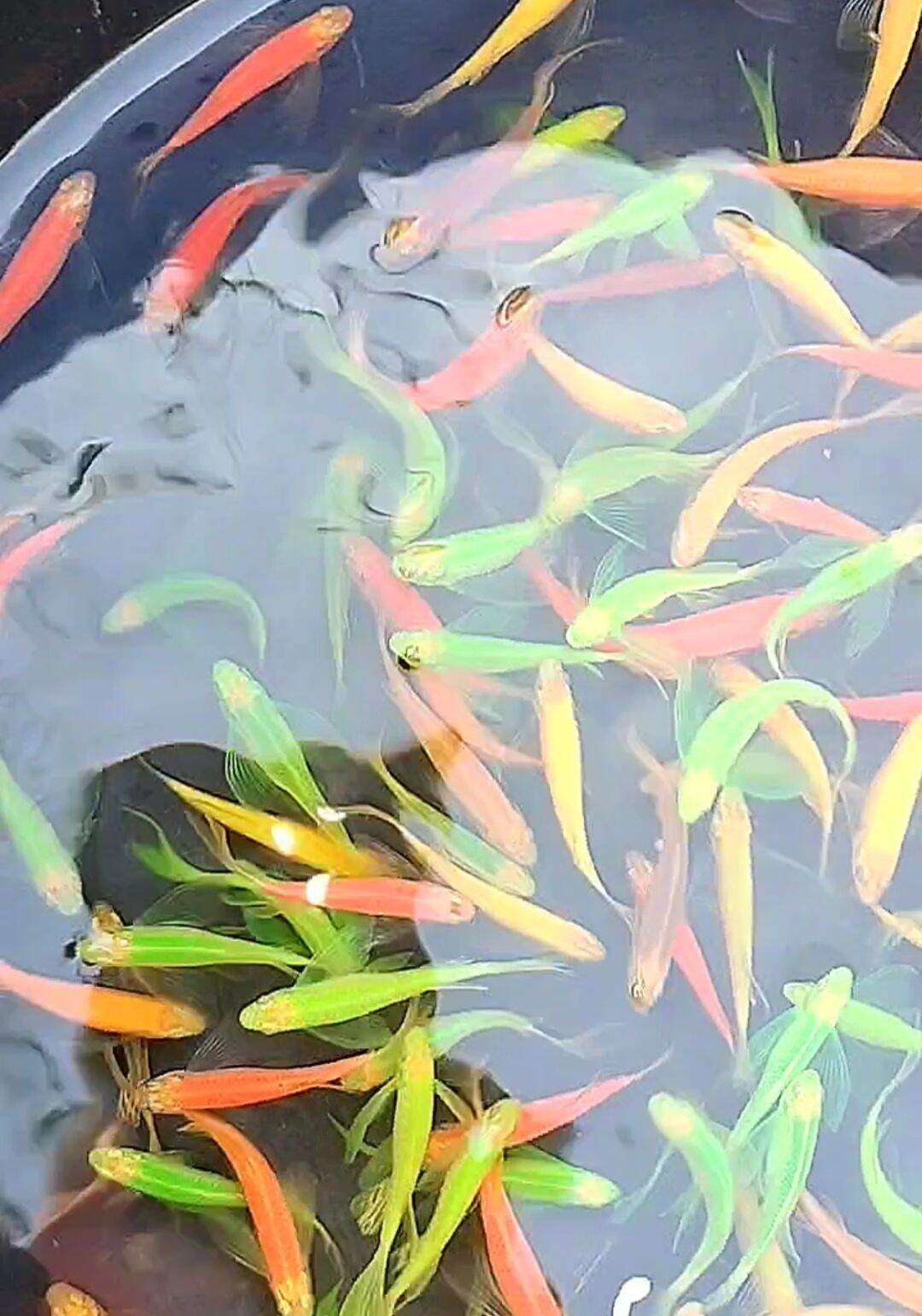 Sọc ngựa cánh tiên nhiều màu 15 bé 100k