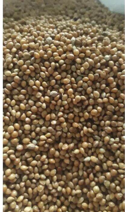 Hạt Kê Vàng lớn cho chim cảnh, gà, bọ... 1kg