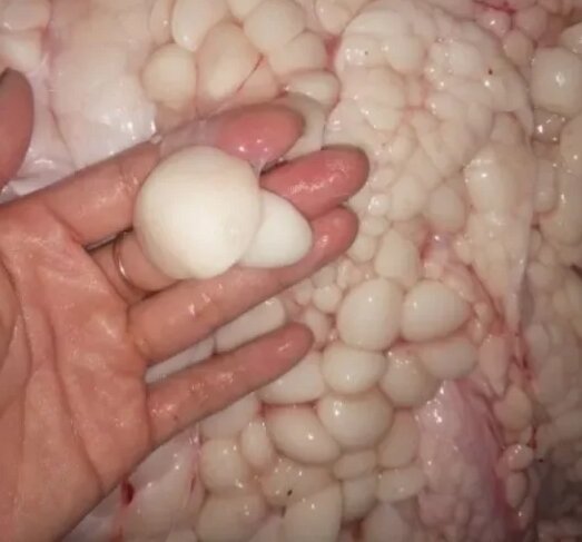 triệt lông, mỡ trăn nguyên chất.