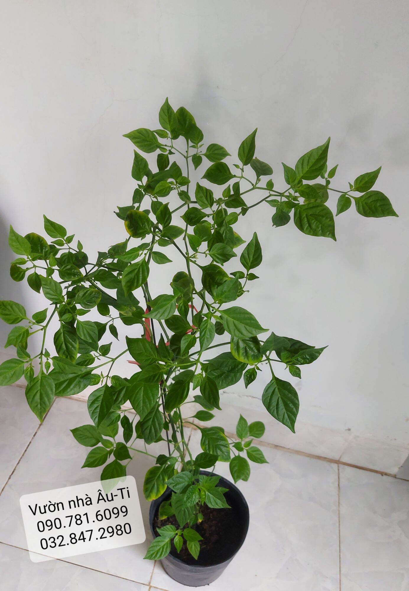 Cây ớt peru Aji Charapita 70cm-100cm , nụ nhiều chuẩn bị thu hoạch, ớt đắt nhất thế giới