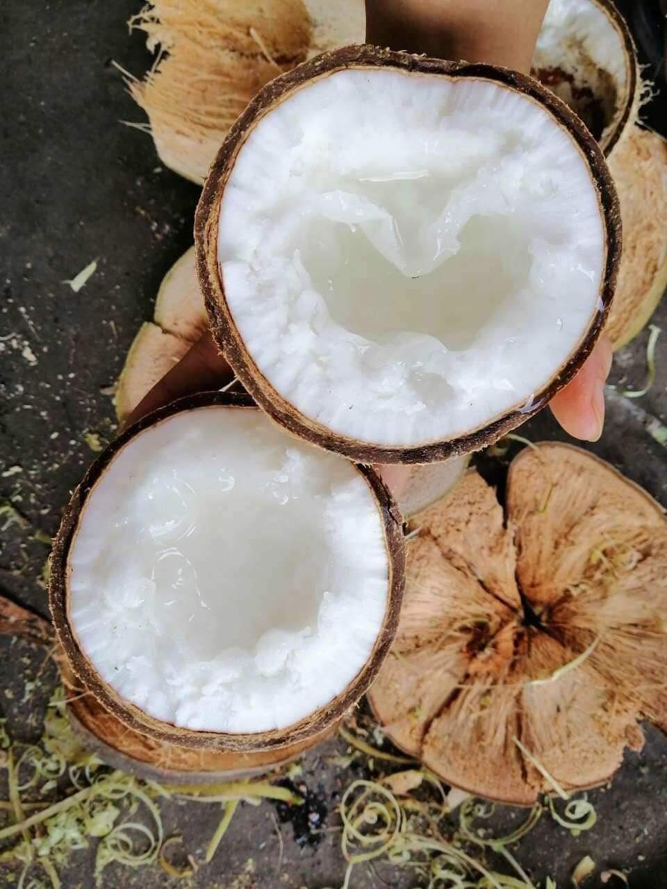 Dừa Sáp Đặc Biệt Trái 1.3kg
