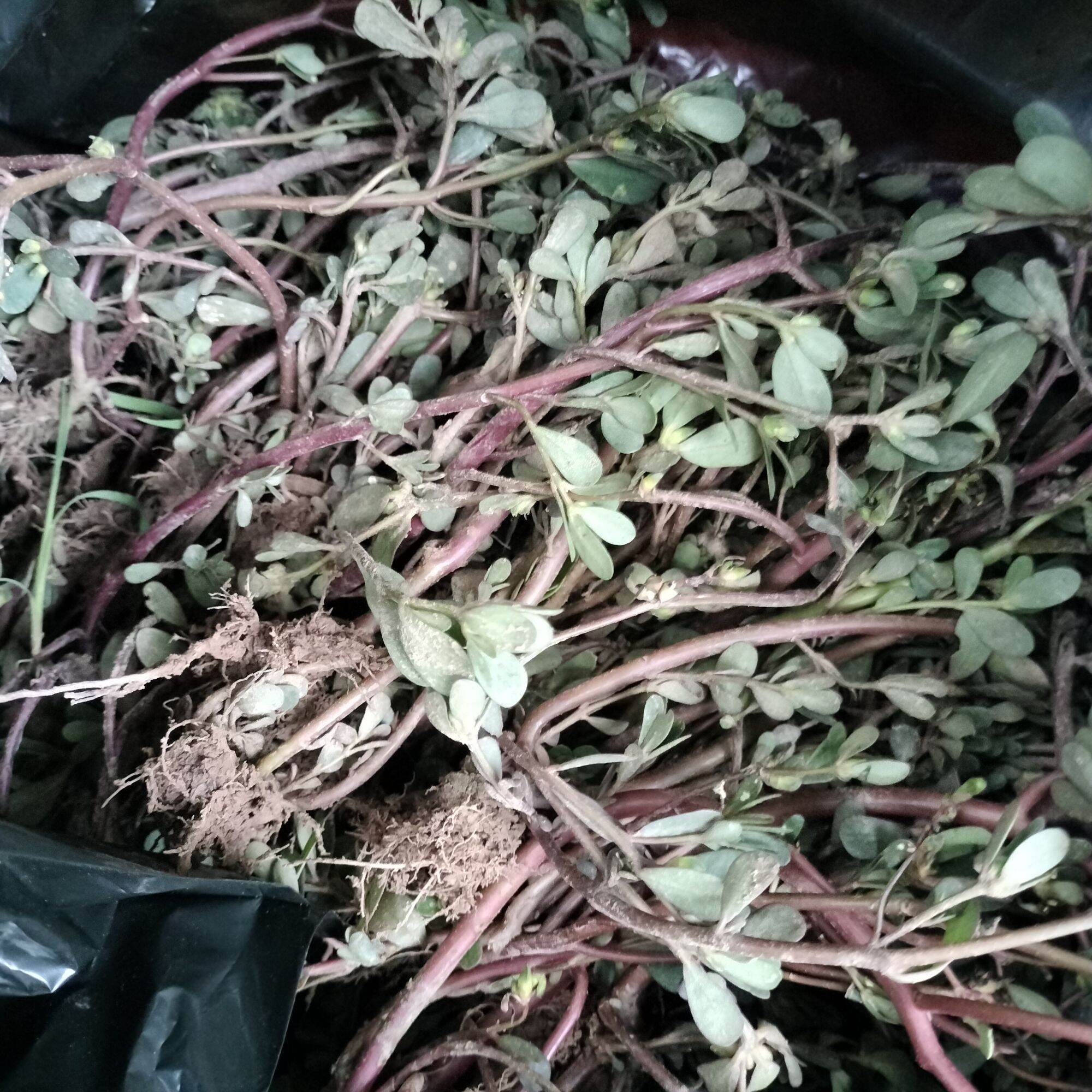 Rau sam tươi mọc tự nhiên 1kg