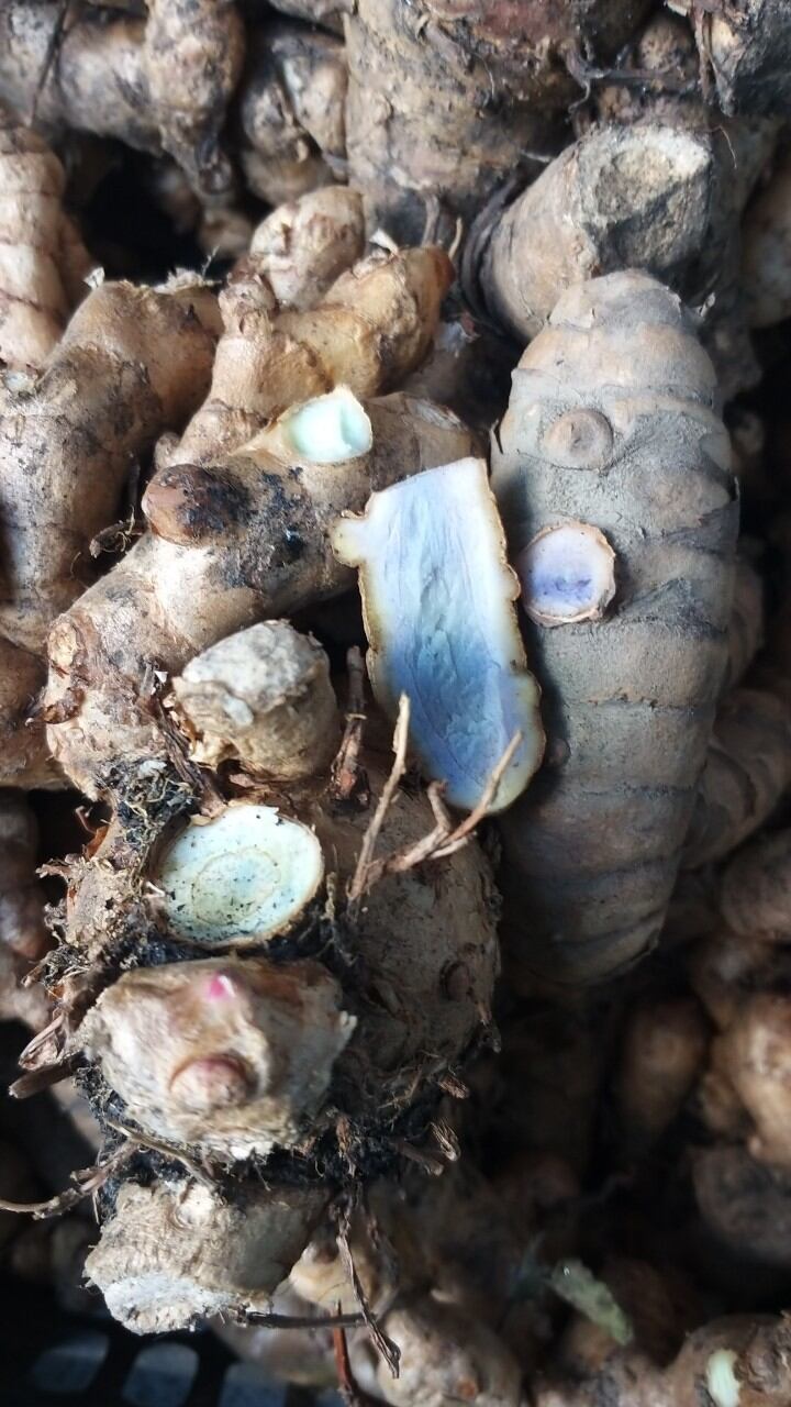 củ nghệ đen tươi 1kg