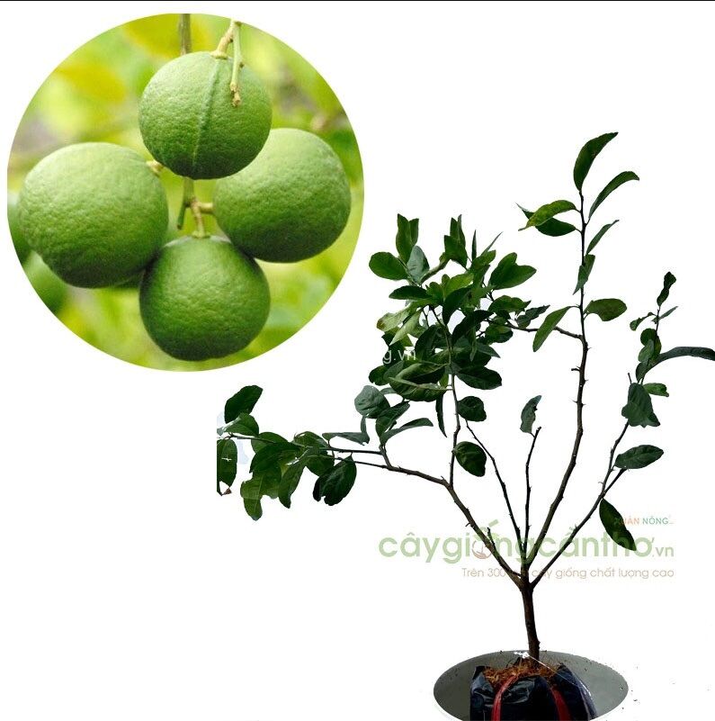 Cây chanh Thái bông tím, trái chùm - chuẩn Giống F1
