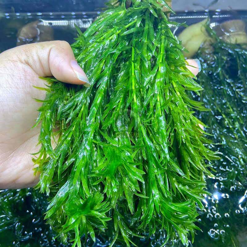 5 nhánh rong đuôi chó thủy sinh [Không cần CO2]