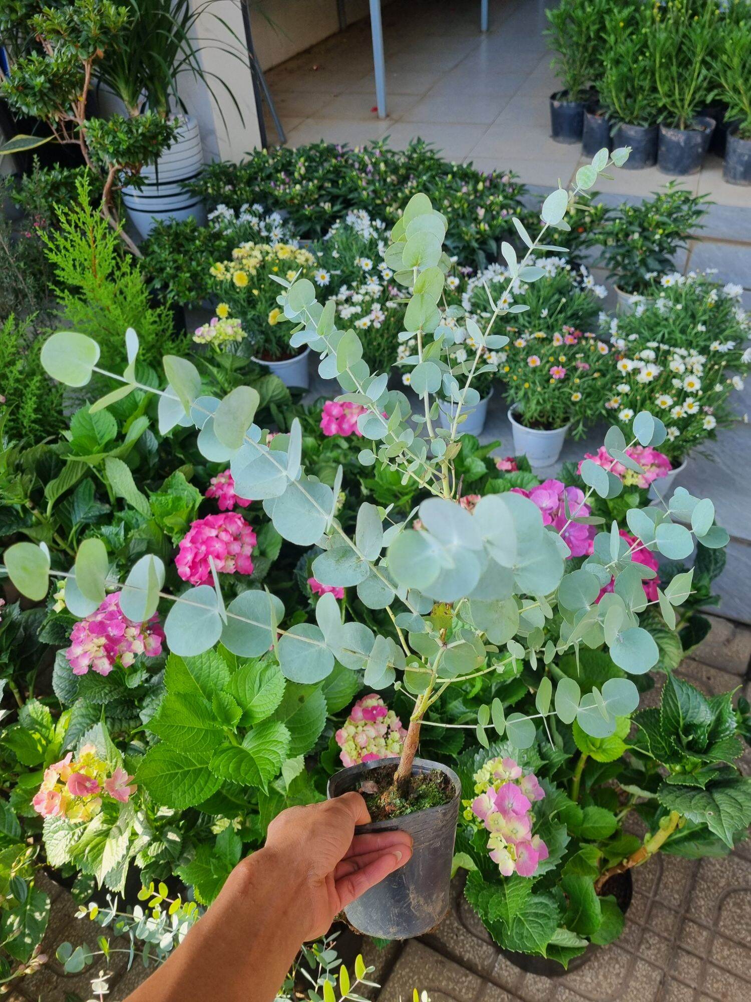 Cây đô la bạc - cây khuynh diệp