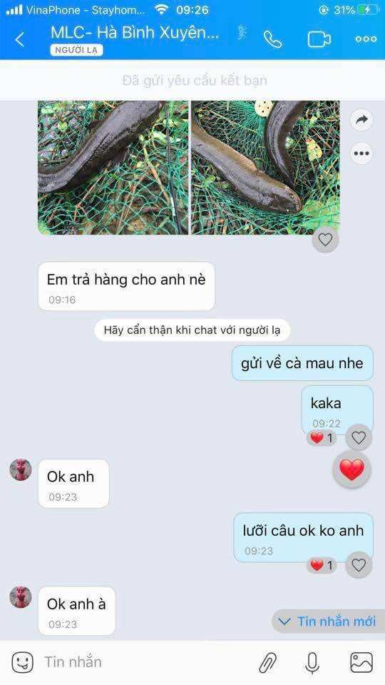Lưỡi câu cá lóc - Cá quả, thép lớn