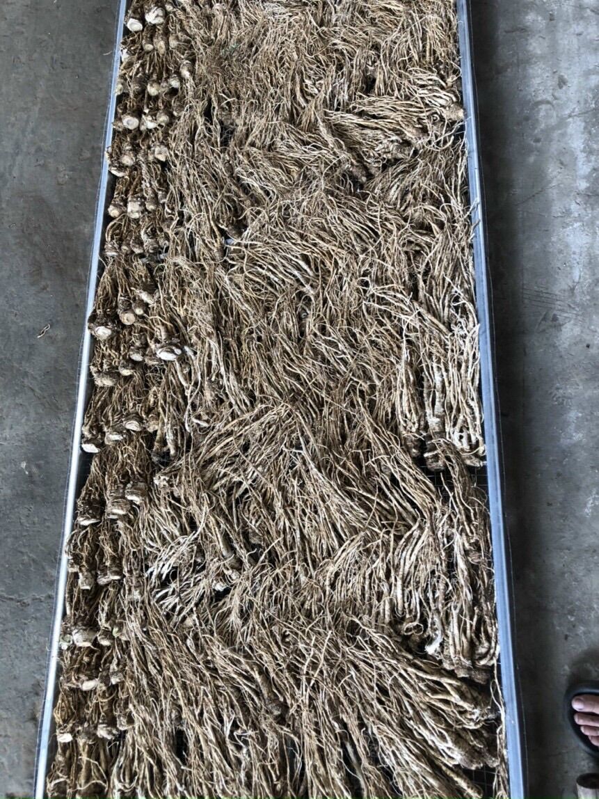 Sâm đương quy khô ( 200k/kg)