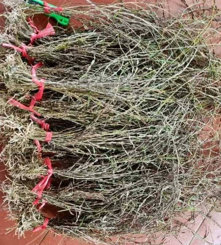 Hoàng thảo trúc mành 50k 1bó