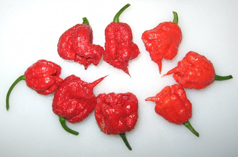 Hạt  Ớt  siêu cay Habanero  đỏ  5 Hạt  giống  chuẩn