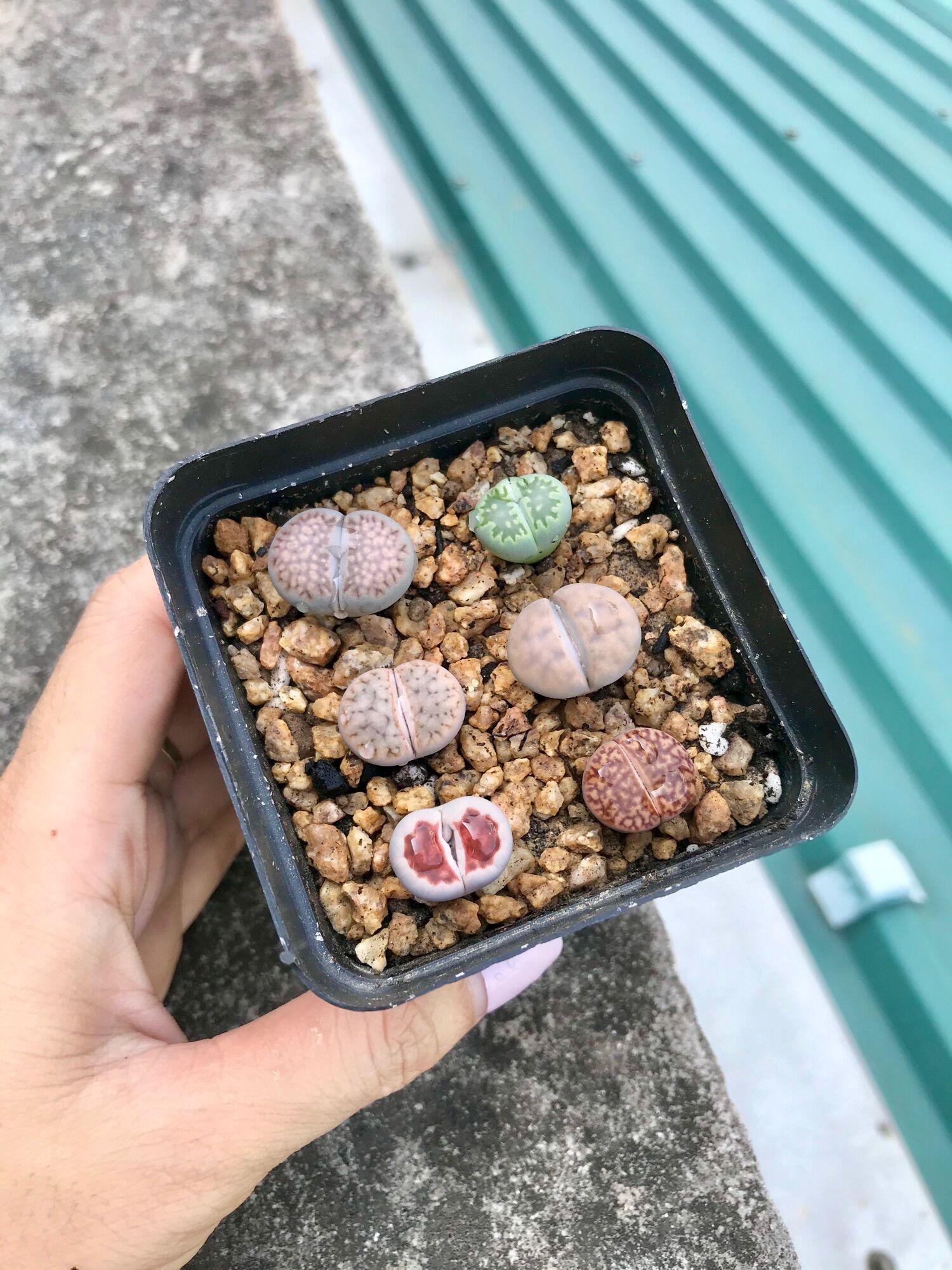 1 cây sen mông ngẫu nhiên size 1-2cm