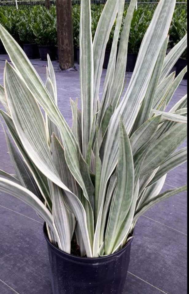 Cây lưỡi hổ sọc bạc - Sansevieria Metallica Siam Silver