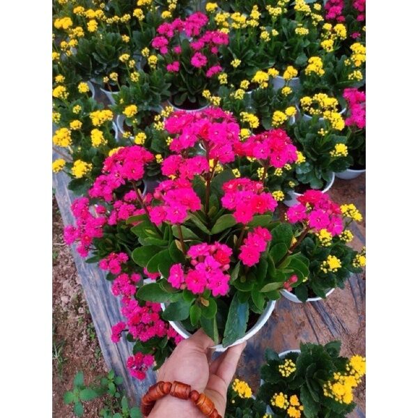 Cây hoa sống đời kép