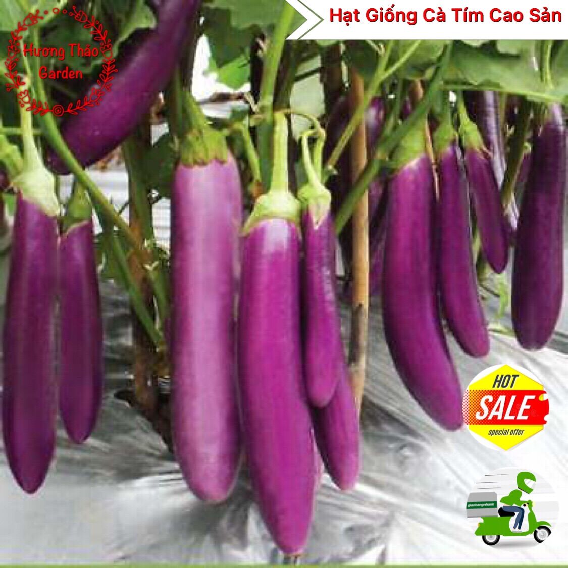 Hạt giống cà tím f1
