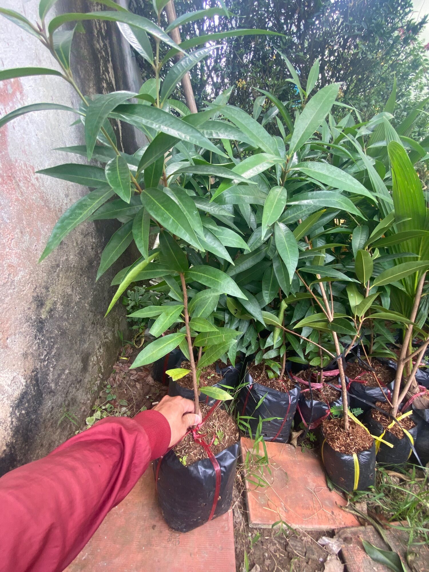 Cây mận lý