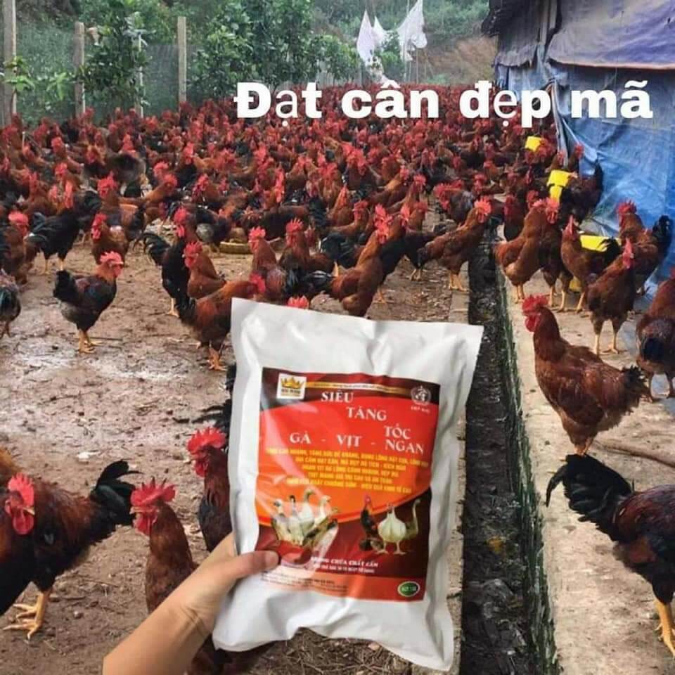 SIÊU TĂNG TỐC GÀ VỊT NGAN