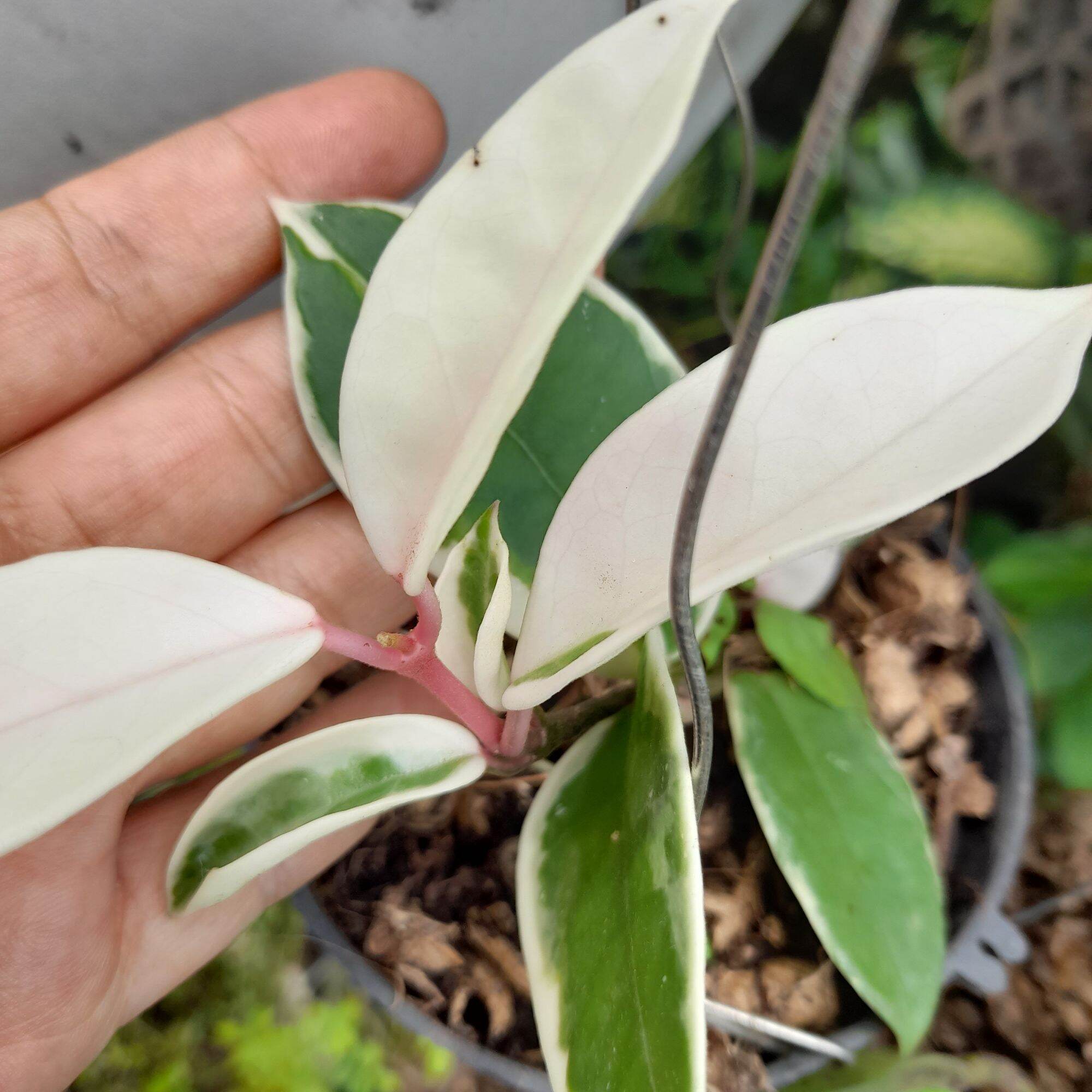 Cây giống lan cẩm cù lá biên