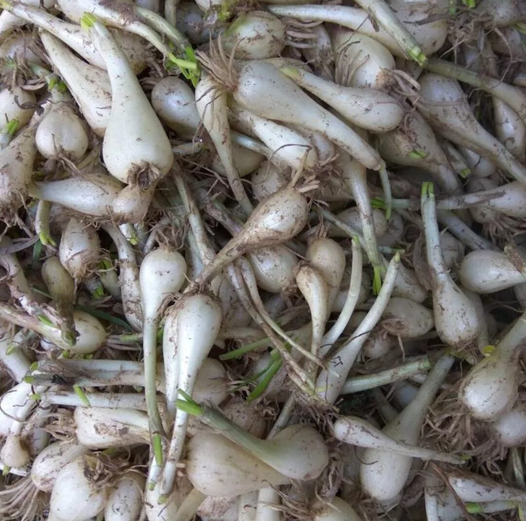 1KG CỦ KIỆU  QUẾ- HUẾ CỦ TO