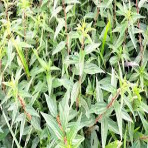 01kg cây bọ mắm tươi (thuốc Dòi )