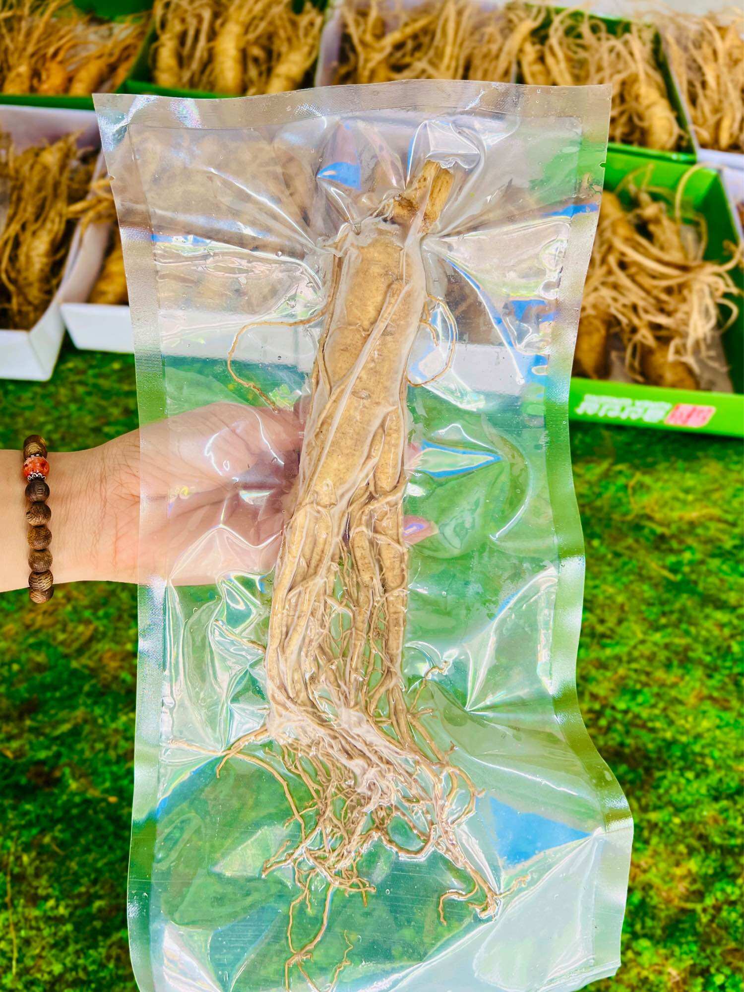 1 củ nhân sâm tươi hàn quốc size 8 củ/kg - sâm tươi hàn quốc 6 năm tuổi